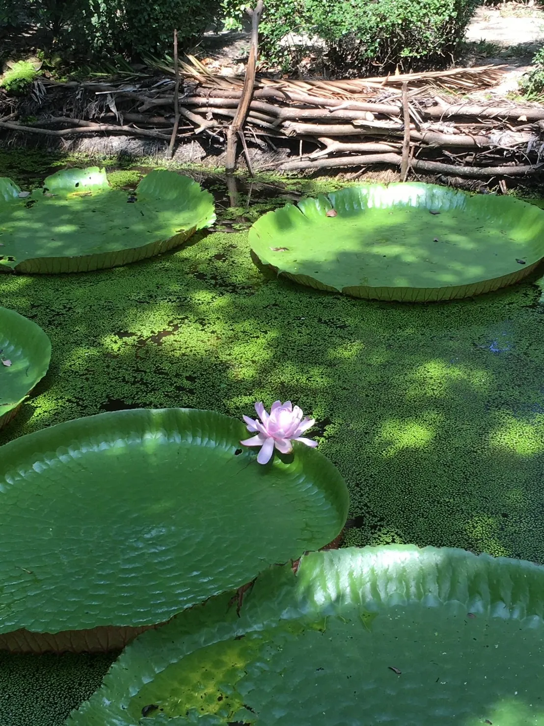 สวนมาลัย บัววิคตอเรีย